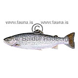 Rainbow trout - Oncorhynchus mykiss - Salmons - Salmoniformes
