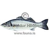 European seabass - Dicentrarchus labrax - Perch-likes - Perciformes