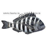 Sheepshead seabream - Archosargus probatocephalus - Perch-likes - Perciformes