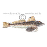 Leopard searobin  - Prionotus scitulus - rockfishscorpionfishes - Scorpaeniformes