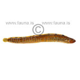 Sprettfiskur - Pholis gunnellus - borrar - Borrar