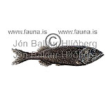 Sangi - Normichthys operosus - adrirfiskar - Glitfiskar