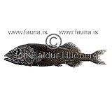 Mauls Searsid - Maulisia mauli - otherfish - Osmeriformes