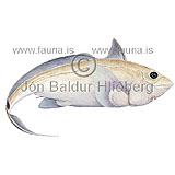 Pallid rabbitfish - Hydrolagus pallidus - Chimareas - Chimaeriformes
