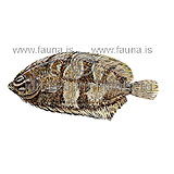 Litli flki - Phrynorhombus norvegicus - flatfiskar - Flatfiskar