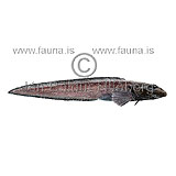 Scalebelly eelpout - Lycodes squamiventer  - Perch-likes - Perciformes
