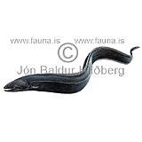 Deepwater arrowtooth eel - Histiobranchus bathybius - Elopiformes - Anguilliformes