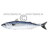 Atlantic mackerel - Scomber scombrus  - Perch-likes - Perciformes