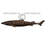 Smalltooth velvet Dogfish - Scymnodon obscurus - Sharks - Squaliformes