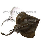 Sailray - Dipturus lintea - skatesandrays - Rajiformes