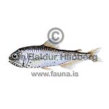 Spotted Lanternfish - Myctophum punctatum - otherfish - Myctophiformes