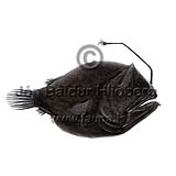 ---? - Oneirodes anisacanthus - anglerfishes - Lophiiformes
