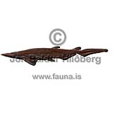 Iceland catshark - Apristurus laurussonii - Sharks - Squaliformes