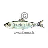 European Pilchard - Sardina pilchardus - herringsandlike - Clupeiformes