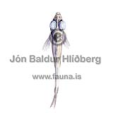 Silver Hatchetfish - Argyropelecus hemigymnus - lightfishesanddragonfishes - Stomiiformes