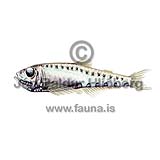 Constellationfish - Valenciennellus tripunctulatus - lightfishesanddragonfishes - Stomiiformes