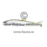 Polli - Pollichthys mauli - ljosberar - Lj�sberar