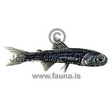 Horned Lanternfish - Ceratoscopelus maderensis - otherfish - Myctophiformes