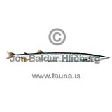 Barracudina - Macroparalepis affinis - otherfish - Aulopiformes