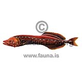 Pink flabby whalefish - Cetostoma regani - otherfish - Stephanoberyciformes