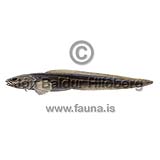 -Eelpout - Lycenchelys platyrhina - Perch-likes - Perciformes