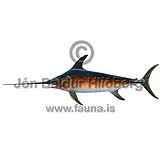 Swordfish - Xiphias gladius - Perch-likes - Perciformes