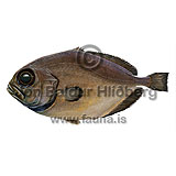 Smooth Oreo - Pseudocyttus maculatus - otherfish - Zeiformes