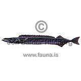  Black gemfish - Nesiarchus nasutus - Perch-likes - Perciformes