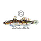 Jeffreys Goby - Buenia jeffreysii - Perch-likes - Perciformes