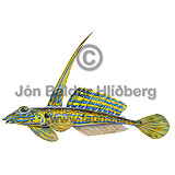 Dragonet - Callionymus lyra - Perch-likes - Perciformes