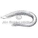 White-headed Hagfish - Myxine ios - otherfish - Myxiniformes