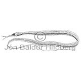 Slender snipe eel - Nemichthis scolopaceus - Elopiformes - Anguilliformes