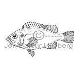 Golden Redfish - Sebastes marinus - rockfishscorpionfishes - Scorpaeniformes