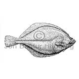 Dab - Limanda limanda - Flatfishes - Pleuronectiformes