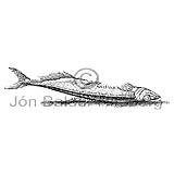 Capelin -   - otherfish - Osmeriformes