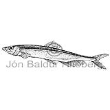 Capelin - Mallotus villosus - otherfish - Osmeriformes