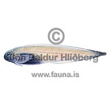 Djúphafssogfiskur - Paraliparis copei - brynvangar - Brynvangar
