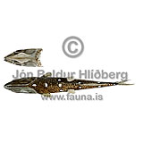 Mauls Searsid - Maulisia mauli - otherfish - Osmeriformes