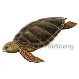 Loggerhead turtle - Caretta caretta - othervertebrates - Reptilia