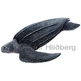 Leatherback Turtle - Dermochelys coriacea - othervertebrates - Reptilia