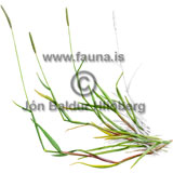 Marsh Foxtail - Alopecurus geniculatus - otherplants - Poaceae