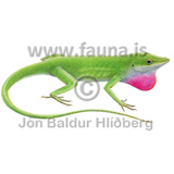 Carolina anole - Anolis carolinensis - othervertebrates - Reptilia