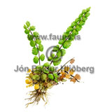 Common spleenwort  Maidenhair spleenwort - Asplenium trichomanes - Ferns - Athyriaceae