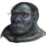  Australopithecus afarensis. -  Australopithecus afarensis. - othermammals - primates