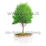 Downy-Birch - Betula pubescens - otherplants - Betulaceae