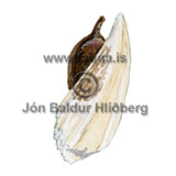 Bellardi Bog sedge - Kobresia myosuroides - otherplants - Cyperaceae