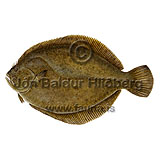 Brill - Scophthalmus rhombus - Flatfishes - Pleuronectiformes