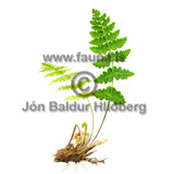 Brittle Bladder Fern - Cystopteris fragilis - Ferns - Athyriaceae