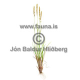 Hlmgresi - Calamagrostis neglecta - annargrodur - Grasatt