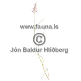 Scandinavian Small-reed - Calamagrostis purpurea - otherplants - Poaceae